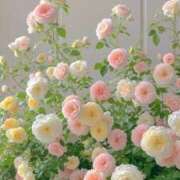 ヒメ日記 2025/08/14 23:29 投稿 しほ 即アポ奥さん～静岡店～