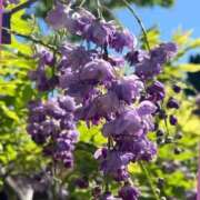 ヒメ日記 2025/10/13 09:19 投稿 しほ 即アポ奥さん～静岡店～