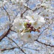 ヒメ日記 2025/04/09 14:00 投稿 あみ ビデオdeはんど 町田校