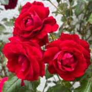 ヒメ日記 2025/06/09 19:34 投稿 あかね Lounge Yoki東京