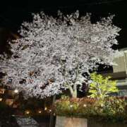 ヒメ日記 2025/04/06 14:47 投稿 蓬莱　せんり エテルナ京都