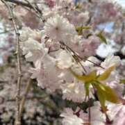 ヒメ日記 2025/04/09 14:37 投稿 蓬莱　せんり エテルナ京都