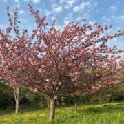 ヒメ日記 2025/04/17 18:22 投稿 蓬莱　せんり エテルナ京都