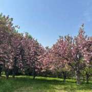 ヒメ日記 2025/04/18 17:01 投稿 蓬莱　せんり エテルナ京都