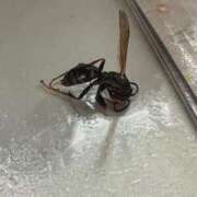 ヒメ日記 2025/09/08 14:38 投稿 蓬莱　せんり エテルナ京都