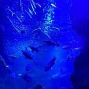 ヒメ日記 2025/09/30 16:37 投稿 蓬莱　せんり エテルナ京都