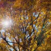 ヒメ日記 2025/10/20 17:17 投稿 蓬莱　せんり エテルナ京都