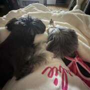 ヒメ日記 2025/12/29 02:12 投稿 蓬莱　せんり エテルナ京都