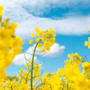 ヒメ日記 2025/03/08 09:05 投稿 いずみ 奥鉄オクテツ大阪