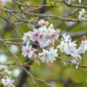 ヒメ日記 2025/04/01 08:50 投稿 いずみ 奥鉄オクテツ大阪