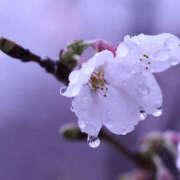 ヒメ日記 2025/04/06 09:15 投稿 いずみ 奥鉄オクテツ大阪