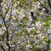 ヒメ日記 2025/04/17 08:45 投稿 いずみ 奥鉄オクテツ大阪