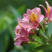 ヒメ日記 2025/06/25 09:05 投稿 いずみ 奥鉄オクテツ大阪