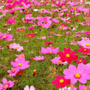 ヒメ日記 2025/10/19 14:15 投稿 いずみ 奥鉄オクテツ大阪