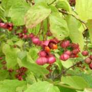 ヒメ日記 2025/10/30 08:30 投稿 いずみ 奥鉄オクテツ大阪