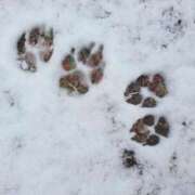 いずみ こんばんは 奥鉄オクテツ大阪