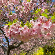 いずみ おはようございます 奥鉄オクテツ大阪