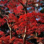 ヒメ日記 2024/12/11 02:30 投稿 かぐや ラブハーレム(水戸)