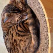 ヒメ日記 2025/01/02 03:05 投稿 かぐや ラブハーレム(水戸)