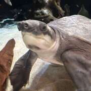 ヒメ日記 2025/03/22 13:31 投稿 かぐや ラブハーレム(水戸)