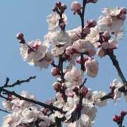 ヒメ日記 2025/03/28 10:09 投稿 かぐや ラブハーレム(水戸)