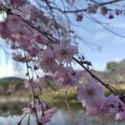 ヒメ日記 2025/04/06 12:18 投稿 かぐや ラブハーレム(水戸)