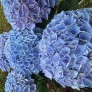 ヒメ日記 2025/06/15 01:54 投稿 かぐや ラブハーレム(水戸)