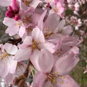 ヒメ日記 2026/04/02 12:54 投稿 かぐや ラブハーレム(水戸)