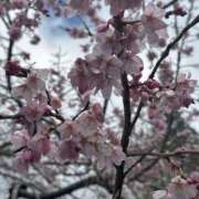 かぐや チャッピー ラブハーレム(水戸)