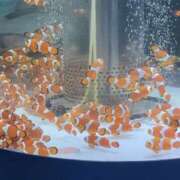 ヒメ日記 2025/04/04 14:11 投稿 沙緒-さお【FG系列】 ほんつま 町田/相模原店