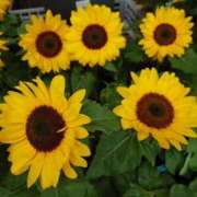 ヒメ日記 2025/07/09 08:10 投稿 浅倉 錦糸町おかあさん