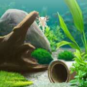 ヒメ日記 2026/01/01 20:06 投稿 とも 妻天 尼崎店