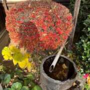 ヒメ日記 2024/12/22 08:36 投稿 みどり Felice(フェリス)