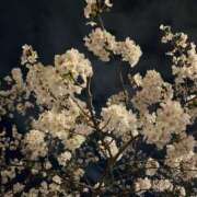 ヒメ日記 2025/04/05 16:01 投稿 みどり Felice(フェリス)