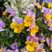 ヒメ日記 2025/11/10 10:28 投稿 みどり Felice(フェリス)