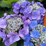 ヒメ日記 2026/06/03 10:51 投稿 みどり Felice(フェリス)