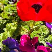 ヒメ日記 2025/02/22 07:45 投稿 南条 みく SUMIRE