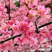 ヒメ日記 2025/03/07 07:45 投稿 南条 みく SUMIRE