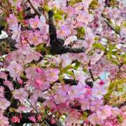 ヒメ日記 2025/03/22 08:00 投稿 南条 みく SUMIRE