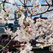 ヒメ日記 2025/04/01 08:15 投稿 南条 みく SUMIRE