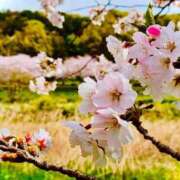 ヒメ日記 2025/04/16 07:45 投稿 南条 みく SUMIRE