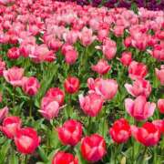 ヒメ日記 2025/04/19 07:45 投稿 南条 みく SUMIRE