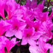 ヒメ日記 2025/04/25 06:45 投稿 南条 みく SUMIRE