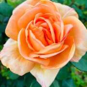 ヒメ日記 2025/05/13 06:30 投稿 南条 みく SUMIRE