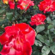 ヒメ日記 2025/05/16 06:45 投稿 南条 みく SUMIRE