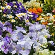 ヒメ日記 2025/05/22 07:15 投稿 南条 みく SUMIRE