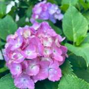 ヒメ日記 2025/06/11 06:45 投稿 南条 みく SUMIRE