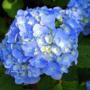 ヒメ日記 2025/06/14 06:45 投稿 南条 みく SUMIRE