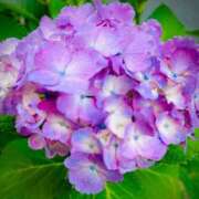 ヒメ日記 2025/06/17 07:15 投稿 南条 みく SUMIRE