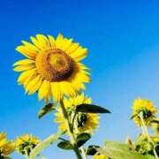 ヒメ日記 2025/07/11 06:15 投稿 南条 みく SUMIRE